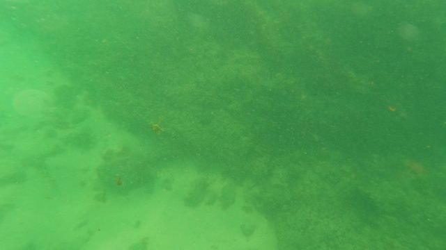 LOS BARIELLES BCS MEXICO-2023: Underwater Seabed and Surface Wave Motion