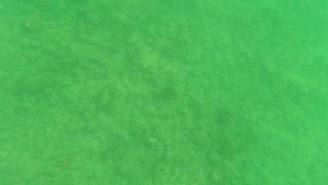 LOS BARIELLES BCS MEXICO-2023: Underwater View of Ocean Floor with Green Water and Particles