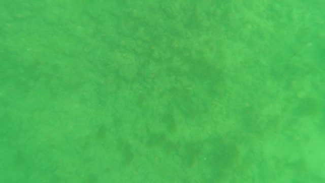 LOS BARIELLES BCS MEXICO-2023: Underwater to Surface Transition in Green Water