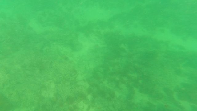 LOS BARIELLES BCS MEXICO-2023: Underwater Seabed with Marine Plants and Algae