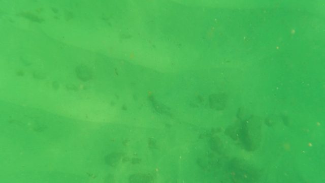 LOS BARIELLES BCS MEXICO-2023: Small Fish Swimming Over Sandy Ocean Floor