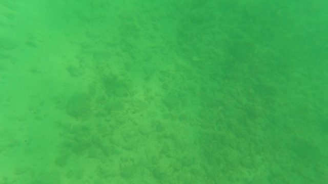 LOS BARIELLES BCS MEXICO-2023: Fish Swimming over Sandy Ocean Floor
