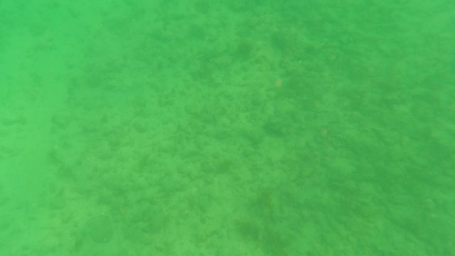 LOS BARIELLES BCS MEXICO-2023: Underwater Seabed with Sand and Algae