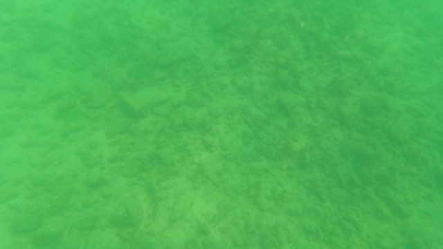 LOS BARIELLES BCS MEXICO-2023: Underwater View of Sandy Seabed with Marine Vegetation
