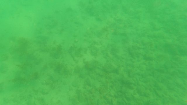 LOS BARIELLES BCS MEXICO-2023: Underwater Seabed with Sandy Bottom and Algae Patches