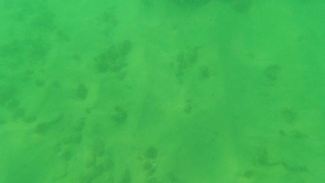LOS BARIELLES BCS MEXICO-2023: Underwater Swim over Sandy Ocean Floor with Marine Vegetation