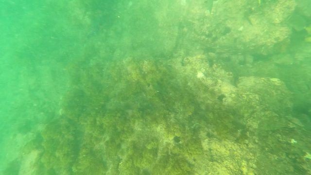 LOS BARIELLES BCS MEXICO-2023: Underwater Seabed with Rocks, Algae, and Small Fish