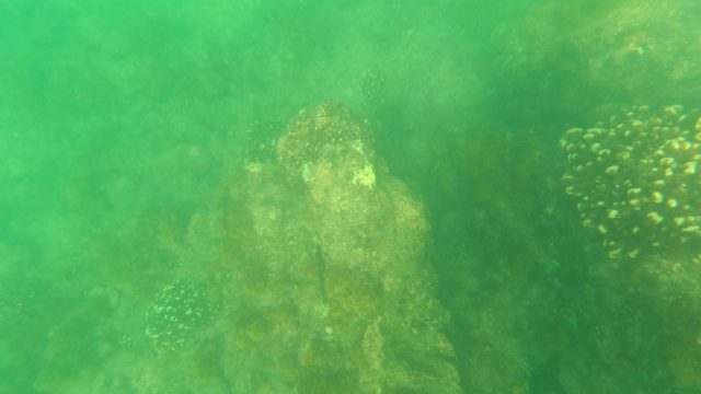 LOS BARIELLES BCS MEXICO-2023: Fish Swimming Among Coral Formations Underwater