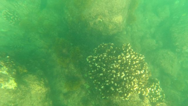 LOS BARIELLES BCS MEXICO-2023: Underwater Scene with Corals and Fish Receding