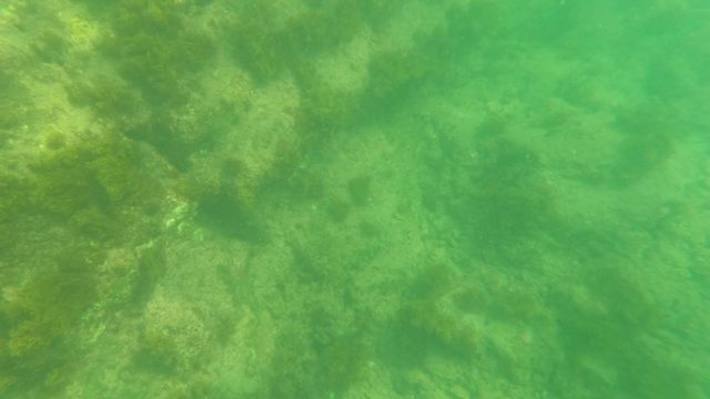 LOS BARIELLES BCS MEXICO-2023: Underwater Seabed with Rocks and Seaweed