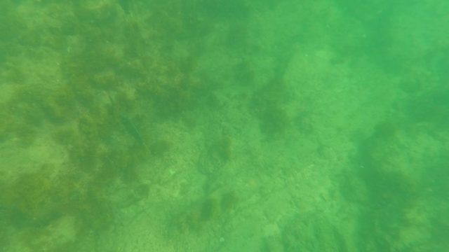 LOS BARIELLES BCS MEXICO-2023: Shallow Underwater Seabed with Algae and Rocks