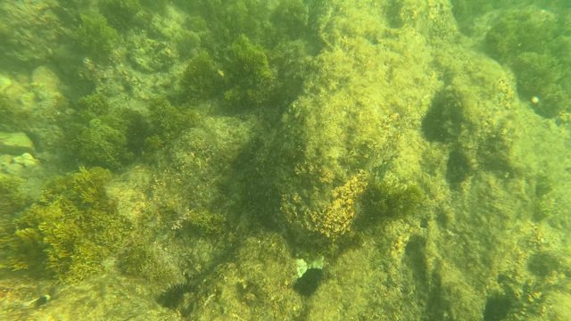 LOS BARIELLES BCS MEXICO-2023: Underwater Seabed with Rocks, Algae, and Swimming Fish