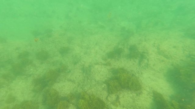 LOS BARIELLES BCS MEXICO-2023: Underwater Seabed with Algae and Surface Waves
