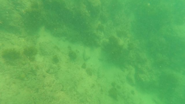 LOS BARIELLES BCS MEXICO-2023: Underwater Seabed with Marine Plants and Small Fish