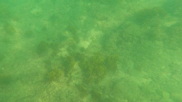 LOS BARIELLES BCS MEXICO-2023: Underwater Seabed with Rocky Formations and Algae