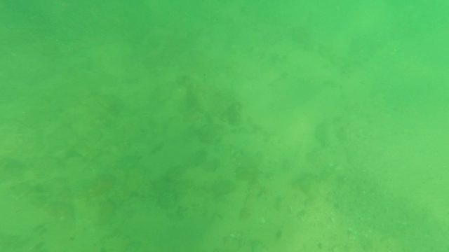 LOS BARIELLES BCS MEXICO-2023: Underwater View of Rocky Stream Bed in Clear Water