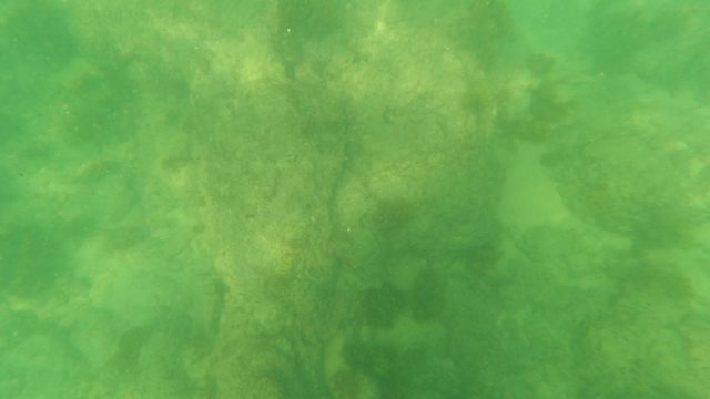 LOS BARIELLES BCS MEXICO-2023: Underwater Rocky Seabed with Algae and Seaweed