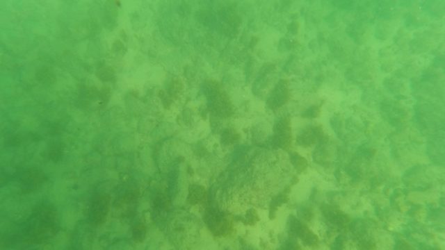 LOS BARIELLES BCS MEXICO-2023: Underwater Seabed with Algae and Green Water