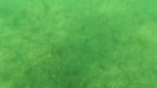 LOS BARIELLES BCS MEXICO-2023: Fish Swimming over Sandy Underwater Seabed