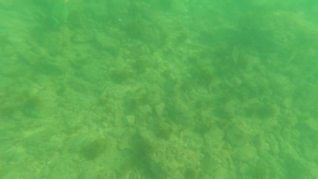 LOS BARIELLES BCS MEXICO-2023: Fish Swimming Over Rocky Seabed in Clear Water