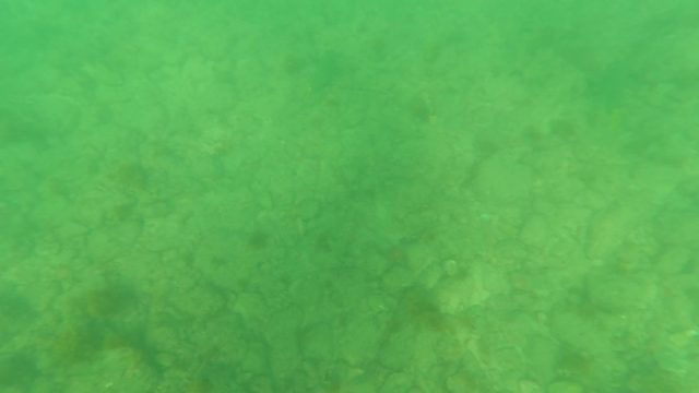 LOS BARIELLES BCS MEXICO-2023: Rocky Seabed Underwater with Small Fish Swimming