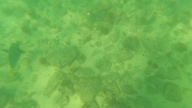 LOS BARIELLES BCS MEXICO-2023: Underwater Fish Swimming Over Rocky Seabed