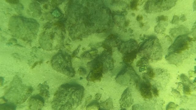 LOS BARIELLES BCS MEXICO-2023: Underwater Rocky Seabed with Sand and Algae