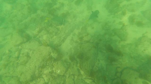 LOS BARIELLES BCS MEXICO-2023: Underwater View of Fish Swimming Over Riverbed
