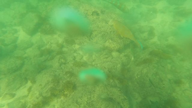 LOS BARIELLES BCS MEXICO-2023: Fish Swimming over Rocky Ocean Floor