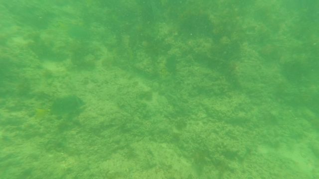 LOS BARIELLES BCS MEXICO-2023: Fish Swimming Near Rocky Seabed