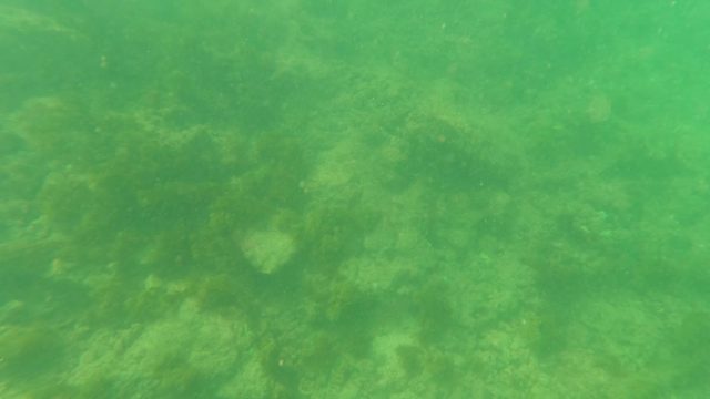 LOS BARIELLES BCS MEXICO-2023: Underwater Seabed with Algae and Small Fish