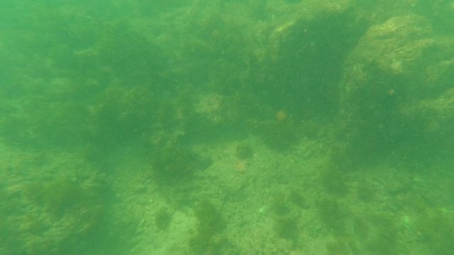 LOS BARIELLES BCS MEXICO-2023: Underwater View of Rocky Seabed with Algae