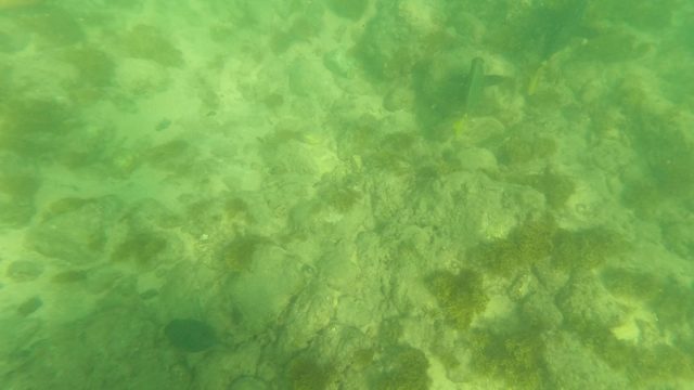 LOS BARIELLES BCS MEXICO-2023: Small Fish Swimming over Rocky Ocean Floor