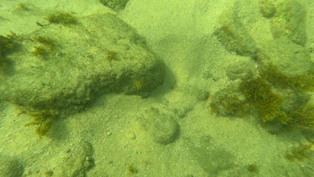 LOS BARIELLES BCS MEXICO-2023: Underwater Seabed with Rocks, Seaweed, and Swimming Fish