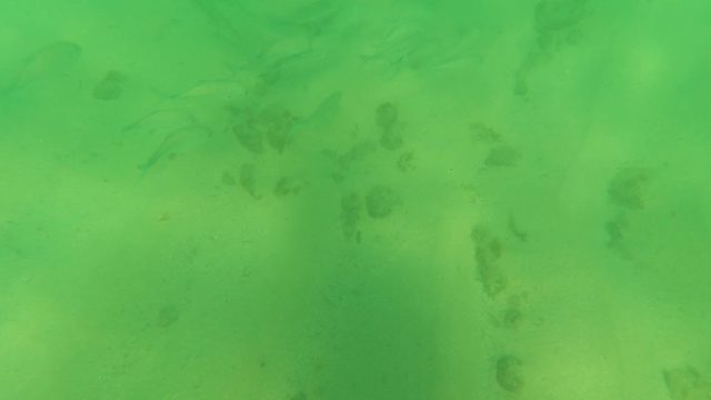 LOS BARIELLES BCS MEXICO-2023: School of Fish Swimming over Sandy Seabed