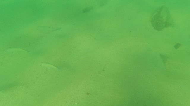 LOS BARIELLES BCS MEXICO-2023: Underwater Fish and Diver's Hand in Clear Green Water