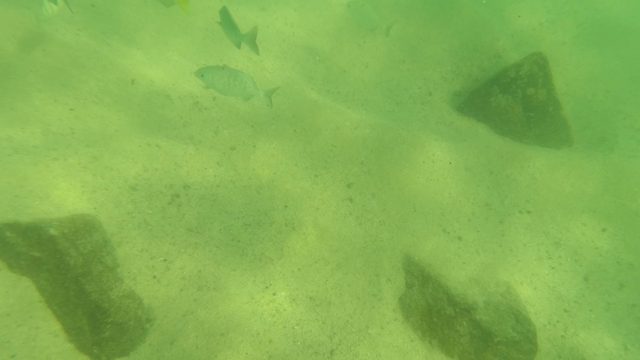 LOS BARIELLES BCS MEXICO-2023: Sandy Seabed with Rocks and Swimming Fish