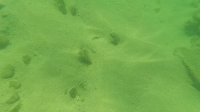 LOS BARIELLES BCS MEXICO-2023: Underwater Sand and Rock Seabed with Small Fish