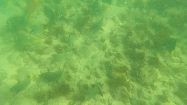 LOS BARIELLES BCS MEXICO-2023: Fish Swimming Over Rocky Ocean Floor