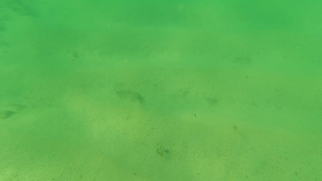 LOS BARIELLES BCS MEXICO-2023: Small Fish Swimming Over Sandy Seabed