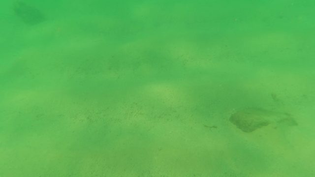 LOS BARIELLES BCS MEXICO-2023: Small Fish Swimming Over Sandy Ocean Floor