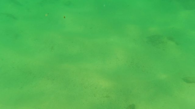 LOS BARIELLES BCS MEXICO-2023: Underwater View of Sandy Seabed with Swimming Fish