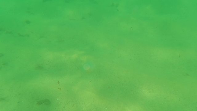 LOS BARIELLES BCS MEXICO-2023: Small Fish Swimming over Sandy Ocean Floor