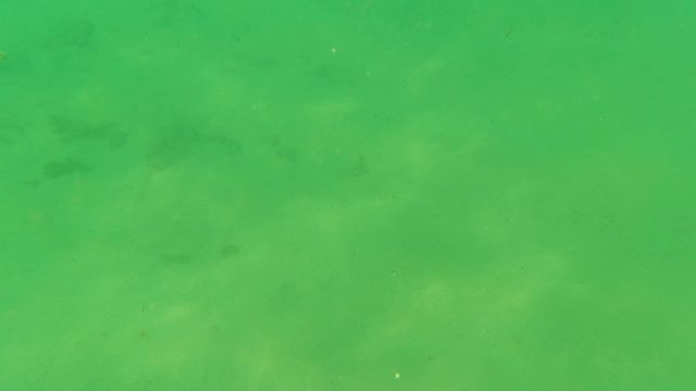 LOS BARIELLES BCS MEXICO-2023: Small Fish Swimming in Shallow Green Seabed