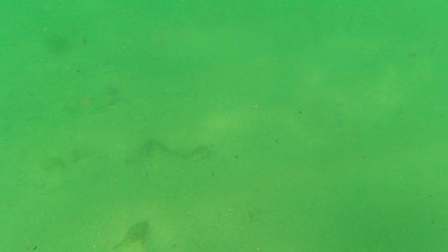 LOS BARIELLES BCS MEXICO-2023: Underwater View of Sandy Seabed with Floating Particles