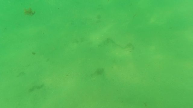 LOS BARIELLES BCS MEXICO-2023: Underwater View of Sandy Seabed with Swimming Fish