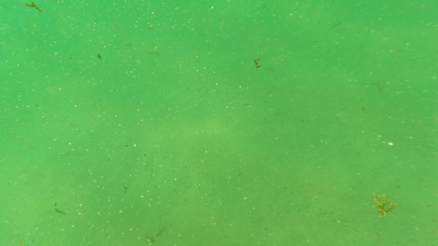 LOS BARIELLES BCS MEXICO-2023: Small Fish and Particles in Green Underwater Scene