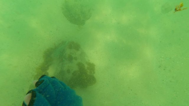 LOS BARIELLES BCS MEXICO-2023: Sea Turtle Swimming Away From Diver's Hand