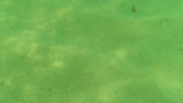 LOS BARIELLES BCS MEXICO-2023: Small Fish Swimming Over Sandy Ocean Floor
