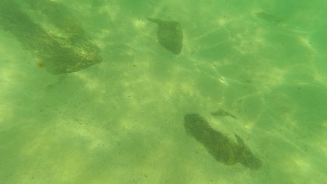 LOS BARIELLES BCS MEXICO-2023: Underwater View of Sandy Seabed with Fish and Rocks